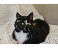 Очаровательная кошка Соня в дар