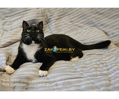 Очаровательная кошка Соня в дар