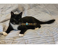 Очаровательная кошка Соня в дар