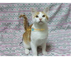 Солнечные рыжие котята Тишка и Рыжик в дар