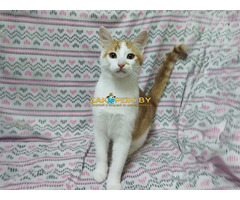 Солнечные рыжие котята Тишка и Рыжик в дар