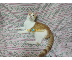 Солнечные рыжие котята Тишка и Рыжик в дар