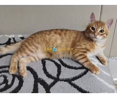 Солнечные рыжие котята Тишка и Рыжик в дар