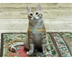 Солнечные рыжие котята Тишка и Рыжик в дар