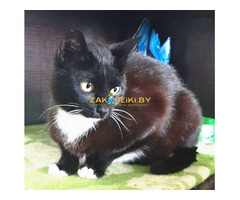 Эльза в дар