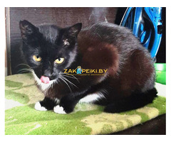 Эльза в дар