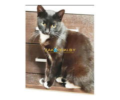 Эльза в дар