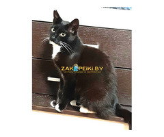 Эльза в дар