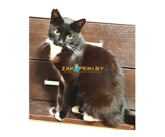 Эльза в дар