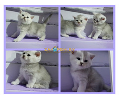 Шотландские котята.шиншиллята.