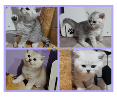 Шотландские котята.шиншиллята.