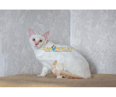 АЛСУ – тайская красотка