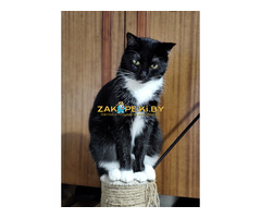 Нежная Амира