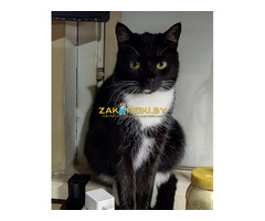 Нежная Амира