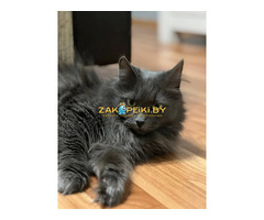 Шикарная Марси