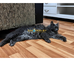 Шикарная Марси