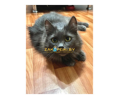 Шикарная Марси