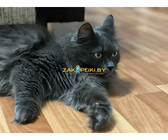 Шикарная Марси