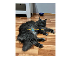 Шикарная Марси