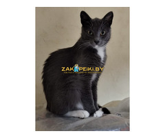 Ласковая Эльфи