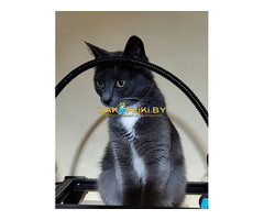 Ласковая Эльфи