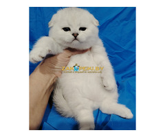 Котята шиншиллята,шотландские.