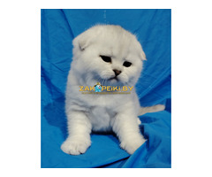 Котята шиншиллята,шотландские.