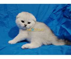 Котята шиншиллята,шотландские.