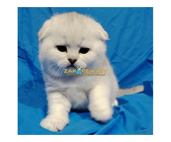 Котята шиншиллята,шотландские.