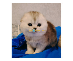 Котята шиншиллята,шотландские.