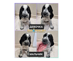 русский охотничий спаниель,  рос щенки