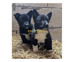 Щенки бесплатно.