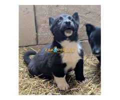 Щенки бесплатно.