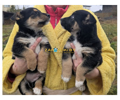 Щенки бесплатно.