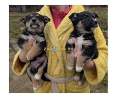 Щенки бесплатно.