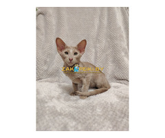 ОРИЕНТАЛЬНЫЕ КОТЯТА