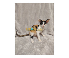 ОРИЕНТАЛЬНЫЕ КОТЯТА