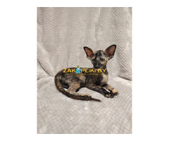 ОРИЕНТАЛЬНЫЕ КОТЯТА