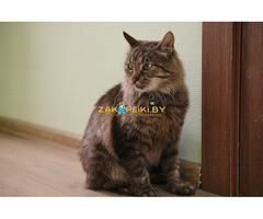 Умный молодой кот Шурик в дар