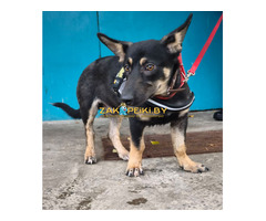 Собачка в дар.