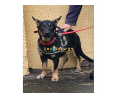 Собачка в дар.