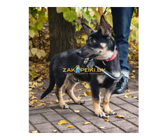 Собачка в дар.