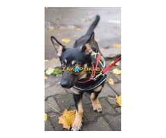 Собачка в дар.