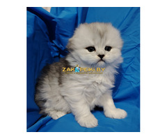 Шотландские котята.