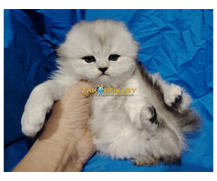 Шотландские котята.