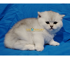 Шотландские котята.