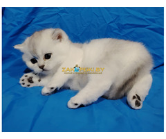 Шотландские котята.