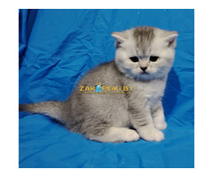 Шотландские котята.