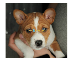 Щенки Басенджи