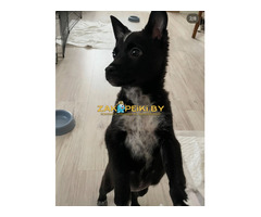 Картошечка ищет дом - 6